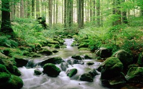 地球瑰宝 大尺寸自然风景壁纸精选 第七辑 Bayerischer Wald National Park Germany 德国 巴伐利亚森林国家公园图片壁纸 地球瑰宝自然风景精选 第七辑 风景壁纸