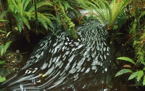地球瑰宝 大尺寸自然风景壁纸精选 第七辑 Waitutu Forest South Island New Zealand 新西兰南岛 怀图图森林图片壁纸 地球瑰宝自然风景精选 第七辑 风景壁纸