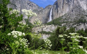 地球瑰宝 大尺寸自然风景壁纸精选 第七辑 Cow Parsnip and Upper Yosemite Falls Yosemite National Park California 优胜美地国家公园 瀑布上段图片壁纸 地球瑰宝自然风景精选 第七辑 风景壁纸