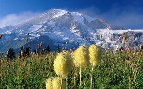 地球瑰宝 大尺寸自然风景壁纸精选 第七辑 Wildflowers Mount Rainier National Park Washington 华盛顿 瑞尼尔山国家公园图片壁纸 地球瑰宝自然风景精选 第七辑 风景壁纸