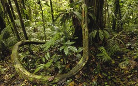 地球瑰宝 大尺寸自然风景壁纸精选 第七辑 Yasuni National Park Amazon Rainforest Ecuador 厄瓜多尔 亚苏尼国家公园亚马逊雨林图片壁纸 地球瑰宝自然风景精选 第七辑 风景壁纸