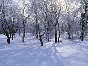 冬季写真 冬天雪景摄影 冬天雪景图片壁纸 Desktop wallpaper of Snow Winter 冬季写真冬天雪景摄影 风景壁纸