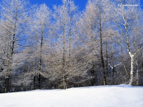 冬季写真 冬天雪景摄影 冬天雪景图片壁纸 Desktop wallpaper of Snow Winter 冬季写真冬天雪景摄影 风景壁纸