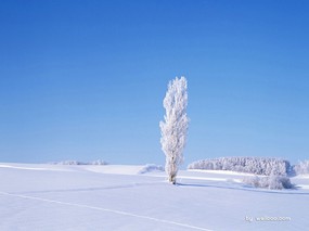 冬天的童话唯美冬景摄影 风景壁纸