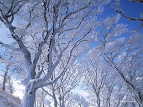 冬天的童话 唯美冬景摄影 冬季雪景图片 冬天白雪树木 Desktop wallpaper of Whiter Winter 冬天的童话唯美冬景摄影 风景壁纸