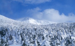 冬天雪景-白雪森林 风景壁纸