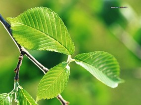  Photography of Leaves 绿叶壁纸 绿叶图片Desktop wallpaper of Green Leaves 风景摄影系列(二)新叶绿意 风景壁纸