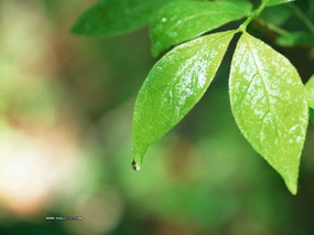  Photography of Leaves 绿叶壁纸 绿叶图片Desktop wallpaper of Green Leaves 风景摄影系列(二)新叶绿意 风景壁纸