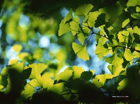  绿色树叶树木主题图片 Desktop wallpaper of Green Leaves 风景摄影系列(一)绿意盈盈 风景壁纸
