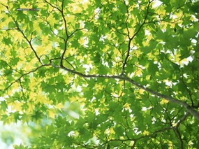  绿色树叶树木主题图片 Desktop wallpaper of Green Leaves 风景摄影系列(一)绿意盈盈 风景壁纸
