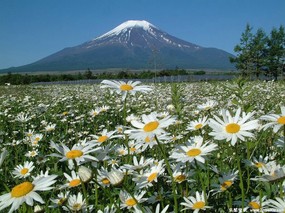 富士山 四季风景壁纸 壁纸16 富士山 四季风景壁纸 风景壁纸