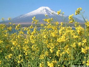 富士山 四季风景壁纸 壁纸17 富士山 四季风景壁纸 风景壁纸