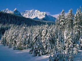 感受冬天 冰天雪地壁纸 感受冬天！冰天雪地壁纸 风景壁纸