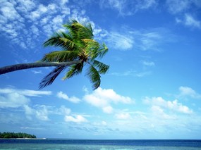 海滩天空椰树1 壁纸1 海滩天空椰树1 风景壁纸