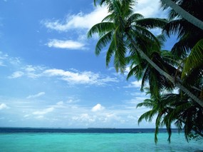海滩天空椰树1 壁纸2 海滩天空椰树1 风景壁纸