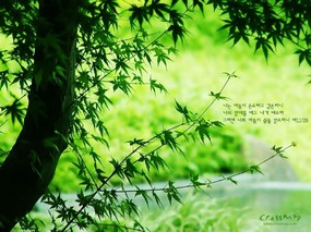 韩国版圣经壁纸 自然 风景壁纸