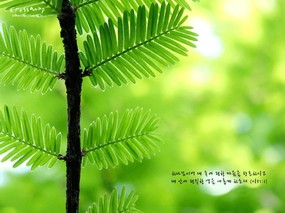 韩国版圣经壁纸 自然风景篇 风景壁纸