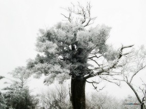 韩国专题摄影冬天的颜色-树木篇 风景壁纸
