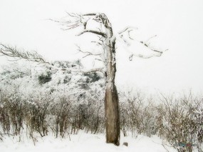 冬天的颜色 雪景摄影 树木篇 冬天的树木 白雪枝头 Desktop wallpaper of Snow covered Trees <br> 韩国专题摄影冬天的颜色-树木篇 风景壁纸