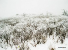 冬天的颜色 雪景摄影 树木篇 冬天的树木 白雪枝头 Desktop wallpaper of Snow covered Trees <br> 韩国专题摄影冬天的颜色-树木篇 风景壁纸