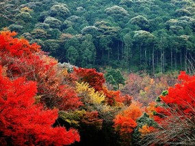 红叶舞秋山 1 红叶舞秋山(1) 风景壁纸