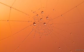  挂满水珠的蜘蛛网图片 黄昏暮色-日落映像 风景壁纸