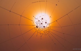  挂满水滴的蜘蛛网图片 黄昏暮色-日落映像 风景壁纸