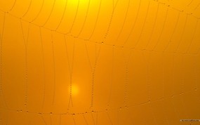  蜘蛛网上的水滴图片 黄昏暮色-日落映像 风景壁纸