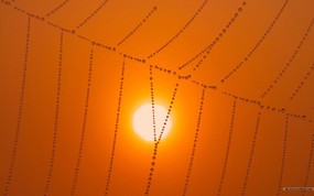  挂满水珠的蜘蛛网图片 黄昏暮色-日落映像 风景壁纸
