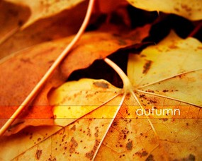 秋天壁纸合集 金黄色的落叶 秋天景色壁纸 经典秋天景色壁纸 风景壁纸