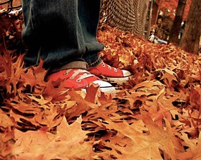 秋天壁纸合集 枯萎的落叶 秋天景色壁纸 经典秋天景色壁纸 风景壁纸