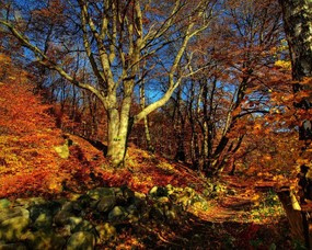 秋天壁纸合集 铺满落叶的森林 秋天景色壁纸 经典秋天景色壁纸 风景壁纸
