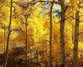 秋天壁纸合集 秋天的树林 秋天景色壁纸 经典秋天景色壁纸 风景壁纸