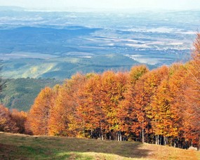 秋天壁纸合集 秋天的树林 秋天景色壁纸 经典秋天景色壁纸 风景壁纸