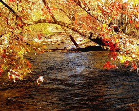 秋天壁纸合集 秋天的树木 秋天景色壁纸 经典秋天景色壁纸 风景壁纸