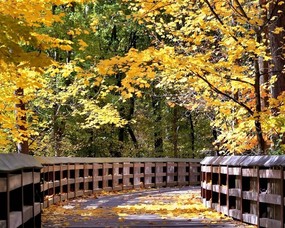 秋天壁纸合集 树林小径 秋天景色壁纸 经典秋天景色壁纸 风景壁纸