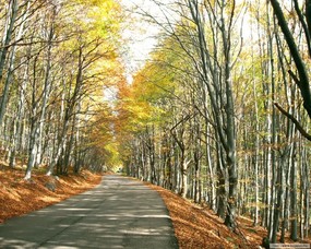 秋天壁纸合集 树林小径 秋天景色壁纸 经典秋天景色壁纸 风景壁纸