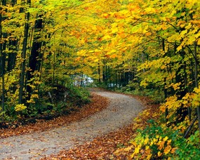 秋天壁纸合集 铺满落叶的小径 秋天景色壁纸 经典秋天景色壁纸 风景壁纸