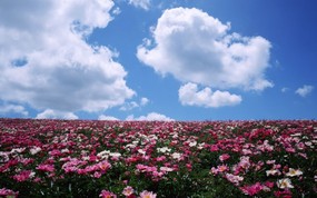宽屏清新 蓝天白云与鲜花精美壁纸 宽屏清新！蓝天白云与鲜花精美壁纸 风景壁纸