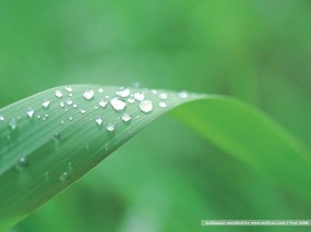  绿叶上的露珠图片壁纸 Desktop wallpaper of dewdrop on leaves 露珠与绿叶(二) 风景壁纸