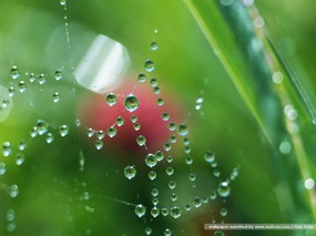  蜘蛛网上的水珠图片 Desktop wallpaper of dewdrop on leaves 露珠与绿叶(二) 风景壁纸