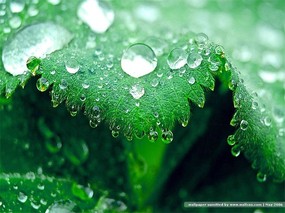  绿叶上的水珠图片壁纸 Desktop wallpaper of dewdrop on leaves 露珠与绿叶(二) 风景壁纸