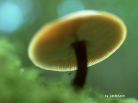 蘑菇一朵朵 蘑菇特写 蘑菇特写图片壁纸 mushroom desktop wallpaper 蘑菇一朵朵蘑菇特写 风景壁纸