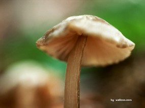 蘑菇一朵朵 蘑菇特写 蘑菇特写图片壁纸 mushroom desktop wallpaper 蘑菇一朵朵蘑菇特写 风景壁纸