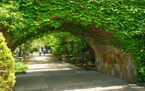  绿叶藤蔓的石墙 公园美景壁纸 宁静庭园 公园美景壁纸 风景壁纸