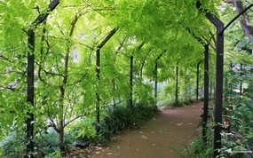  绿荫的小道 美丽公园图片 宁静庭园 公园美景壁纸 风景壁纸