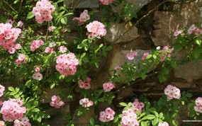  石墙上的鲜花 美丽公园图片 宁静庭园 公园美景壁纸 风景壁纸