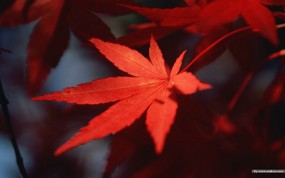 浓浓秋色-秋天树叶摄影 风景壁纸