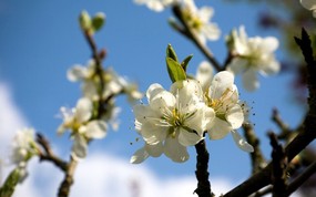  Plum blossom 梅花 欧洲风景随拍 风景壁纸