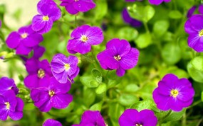  Purple flowers 紫色小花 欧洲风景随拍 风景壁纸